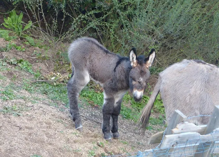 Bed & Breakfast Alegria Arbellara